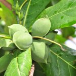 কাঠবাদাম