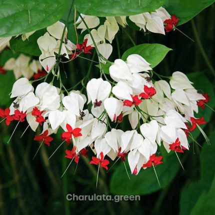 ব্লিডিং হার্ট