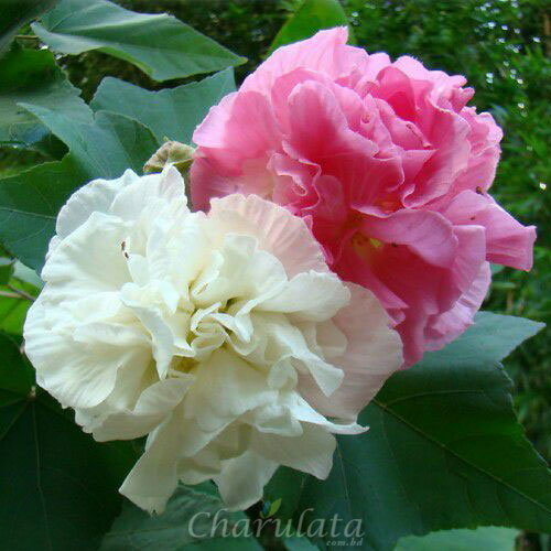 Confederate-rose স্থলপদ্ম
