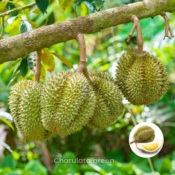 Durians Durians