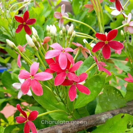 মধুমঞ্জুরি লতা