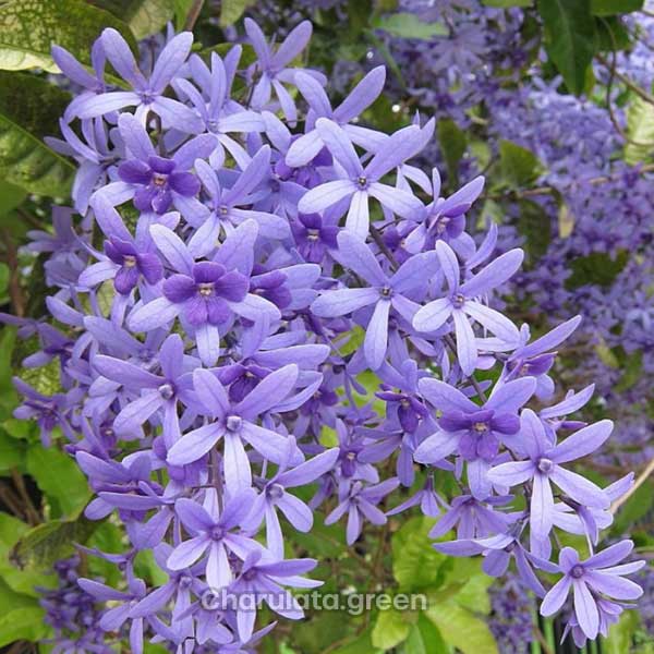 Petrea নীলমনি লতা