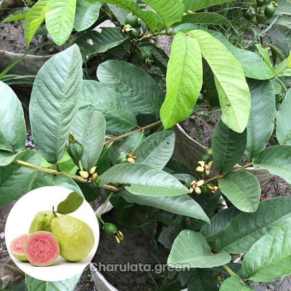 Red-Guava মাধবী পেয়ারা