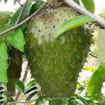 করোসল ফল গাছ (সাওয়ারসপ )
