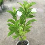 টগর ফুল গাছ - Image 2
