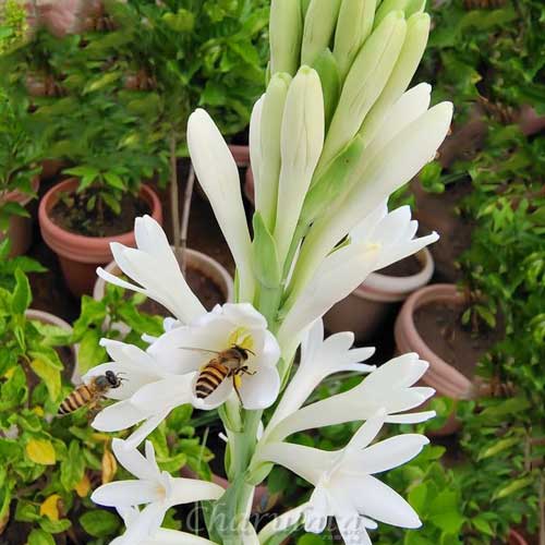 Tuberose-bulb রজনীগন্ধা