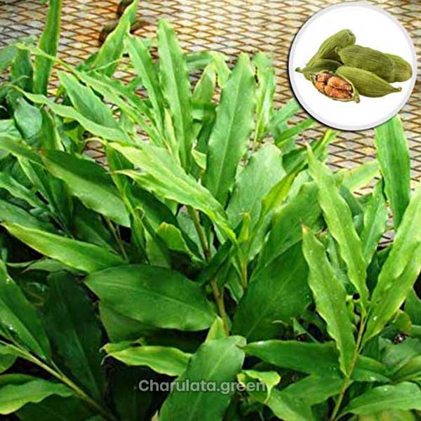 alace এলাচ গাছ - Image 1