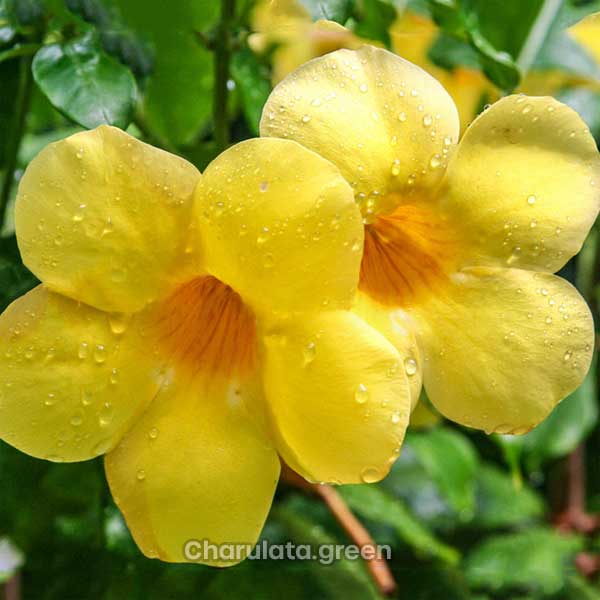 alamonda অ্যালামন্ডা
