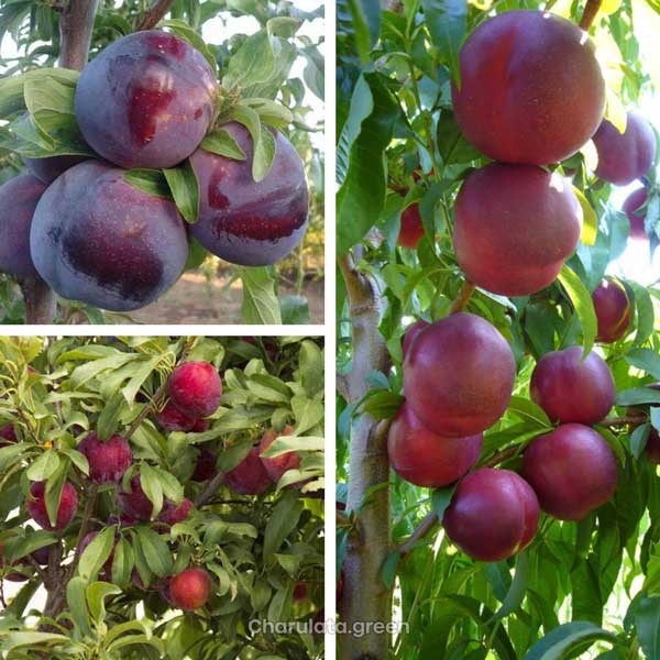 alu-bokora আলু বোখারা