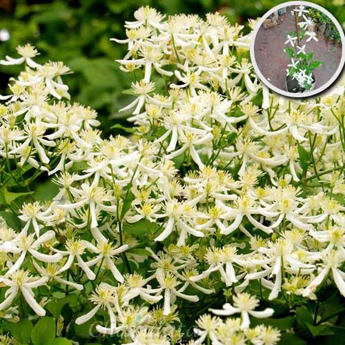 aromatic-jui অ্যারোমেটিক জুঁই