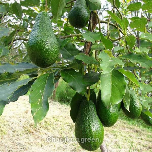 avocado avocado