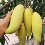 ব্যানানা ম্যাংগো