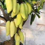 ব্যানানা ম্যাংগো - Image 2