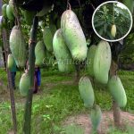 ব্যানানা ম্যাংগো - Image 3