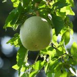 বেল গাছ - Image 2