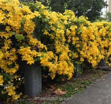 ক্যাটস ক্ল ক্রিপার