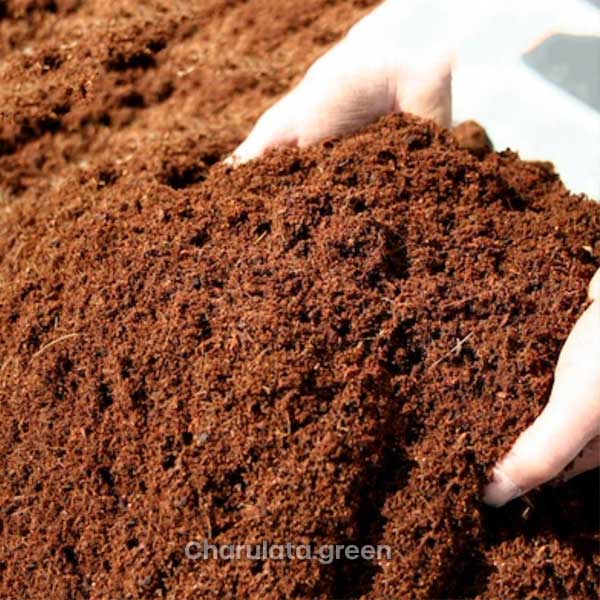 coco-dust কোকো ডাস্ট