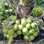ভিয়েতনামি হাইব্রিড নারিকেল চারা