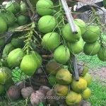 ভিয়েতনামি হাইব্রিড নারিকেল চারা - Image 2