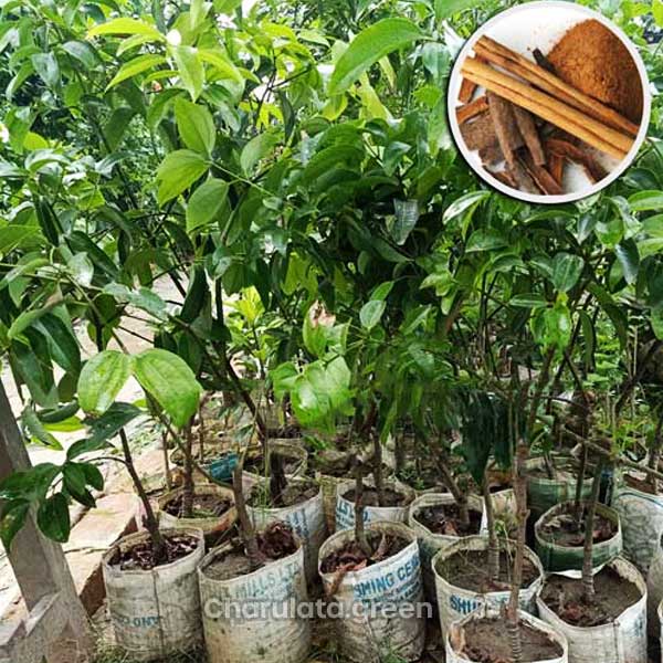 darucini দারচিনি গাছ