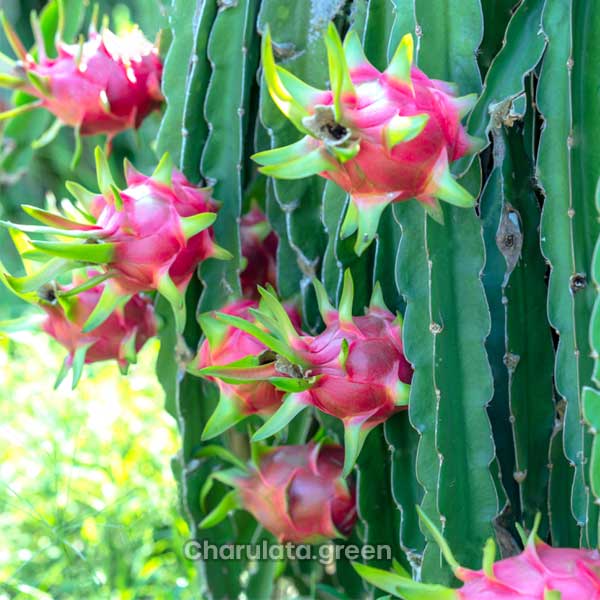 deagon-fruit dragon fruit