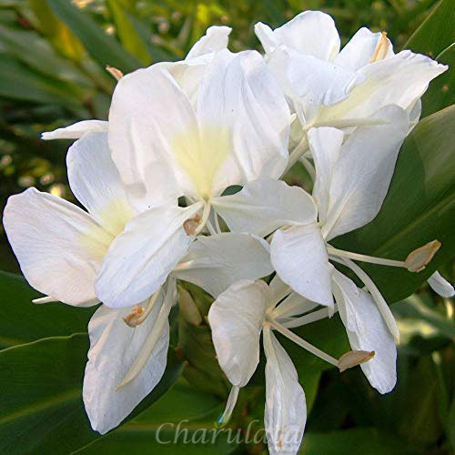 doloncapa দোলনচাঁপা