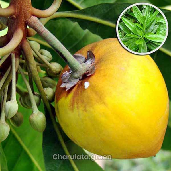 egg-fruit এগ ফ্রুট