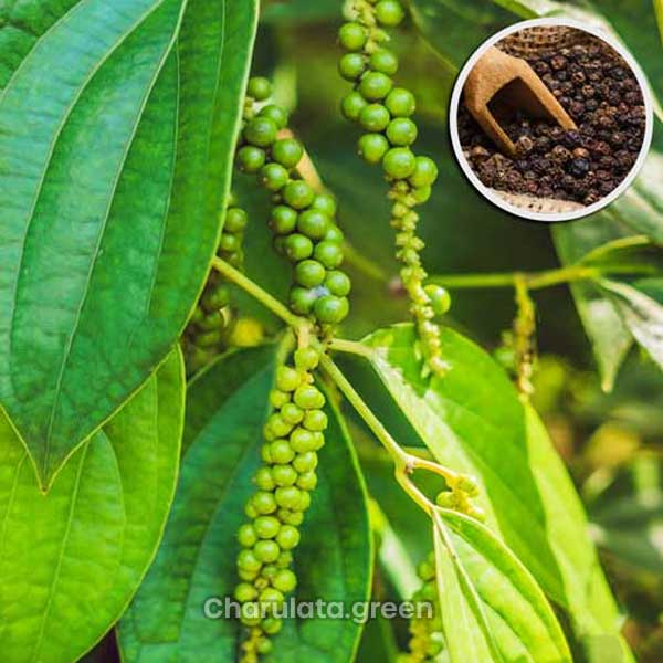 gol-moric গোলমরিচ গাছ - Image 1