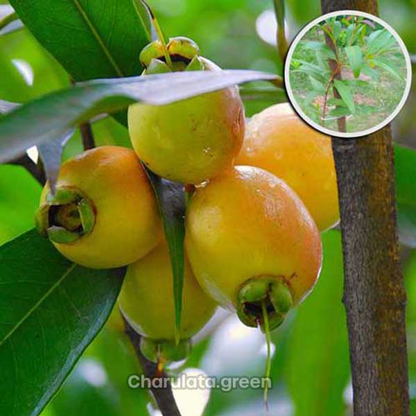 golapjam গোলাপ জাম