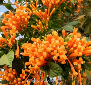 গোল্ডেন শাওয়ার