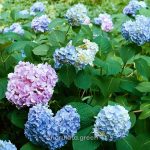 হাইড্রেঞ্জিয়া (কালার চেঞ্জিং) - Image 2