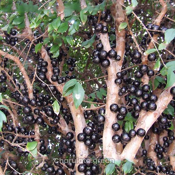 jaboticaba2 jaboticaba