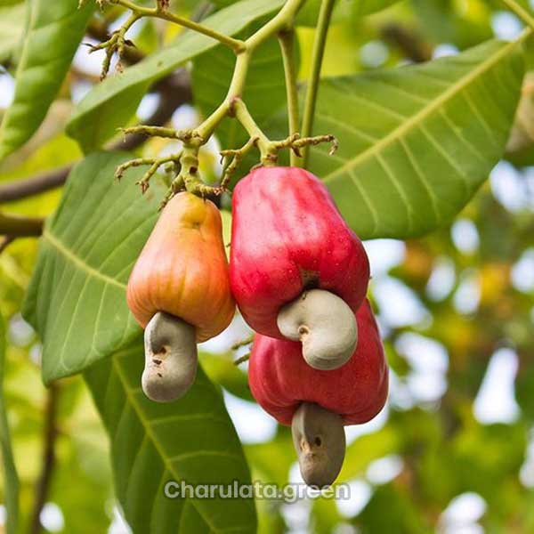 kaju-badam kaju-badam