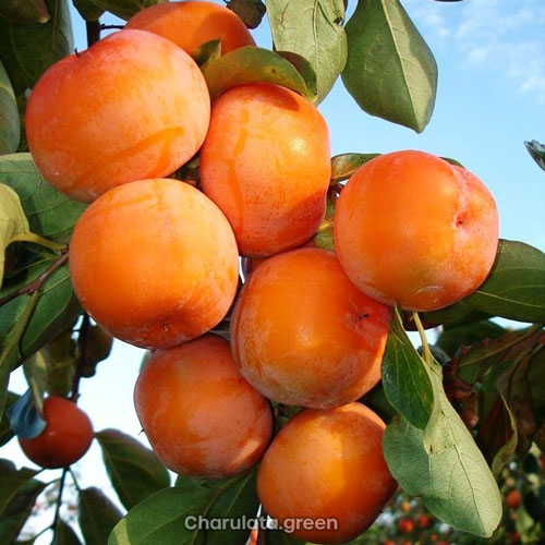 kaki-fruit পার্সিমন