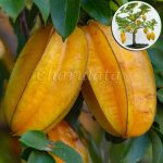 মিষ্টি কামরাঙ্গা