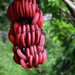 অগ্নীশ্বর লাল কলা
