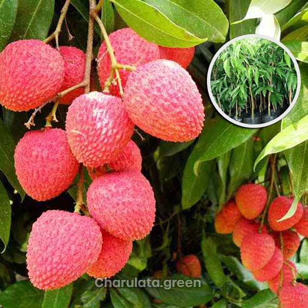 lichu-bombay বোম্বাই লিচু - Image 1