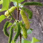 লং মালবেরি - Image 2