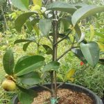 ম্যাঙ্গোস্টিন - Image 2