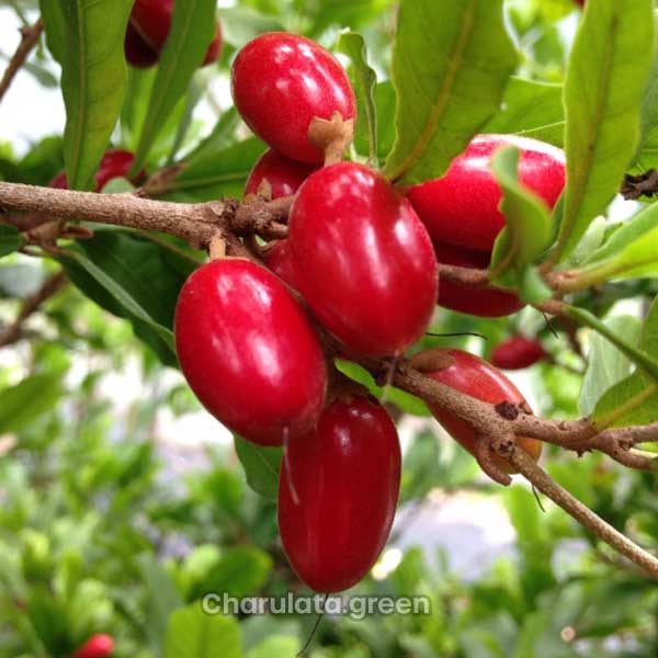 miracle-fruit Miracle fruit