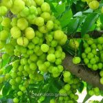 অরবরই - Image 2