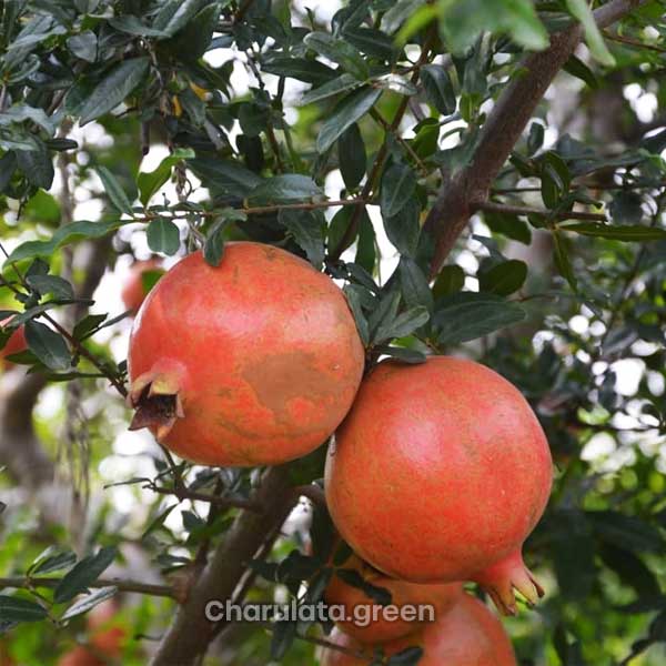 pakistani-anar পাকিস্থানি আনার