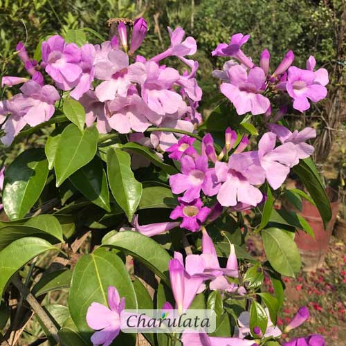 parul লতা পারুল