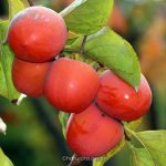persimmon