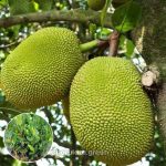 ভিয়েতনামি পিংক কাঁঠাল