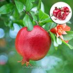 সুপার ভাগোয়া আনার
