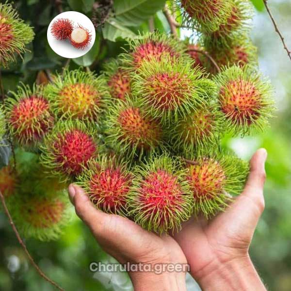 rambutan rambutan