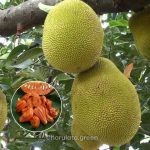 ভিয়েতনামি লাল কাঁঠাল