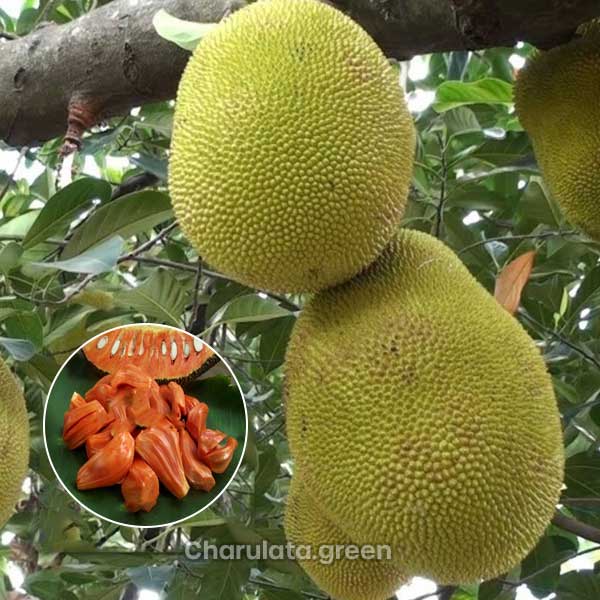 red-jackfruit ভিয়েতনামি লাল কাঁঠাল - Image 1