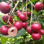 রুবি লঙ্গান